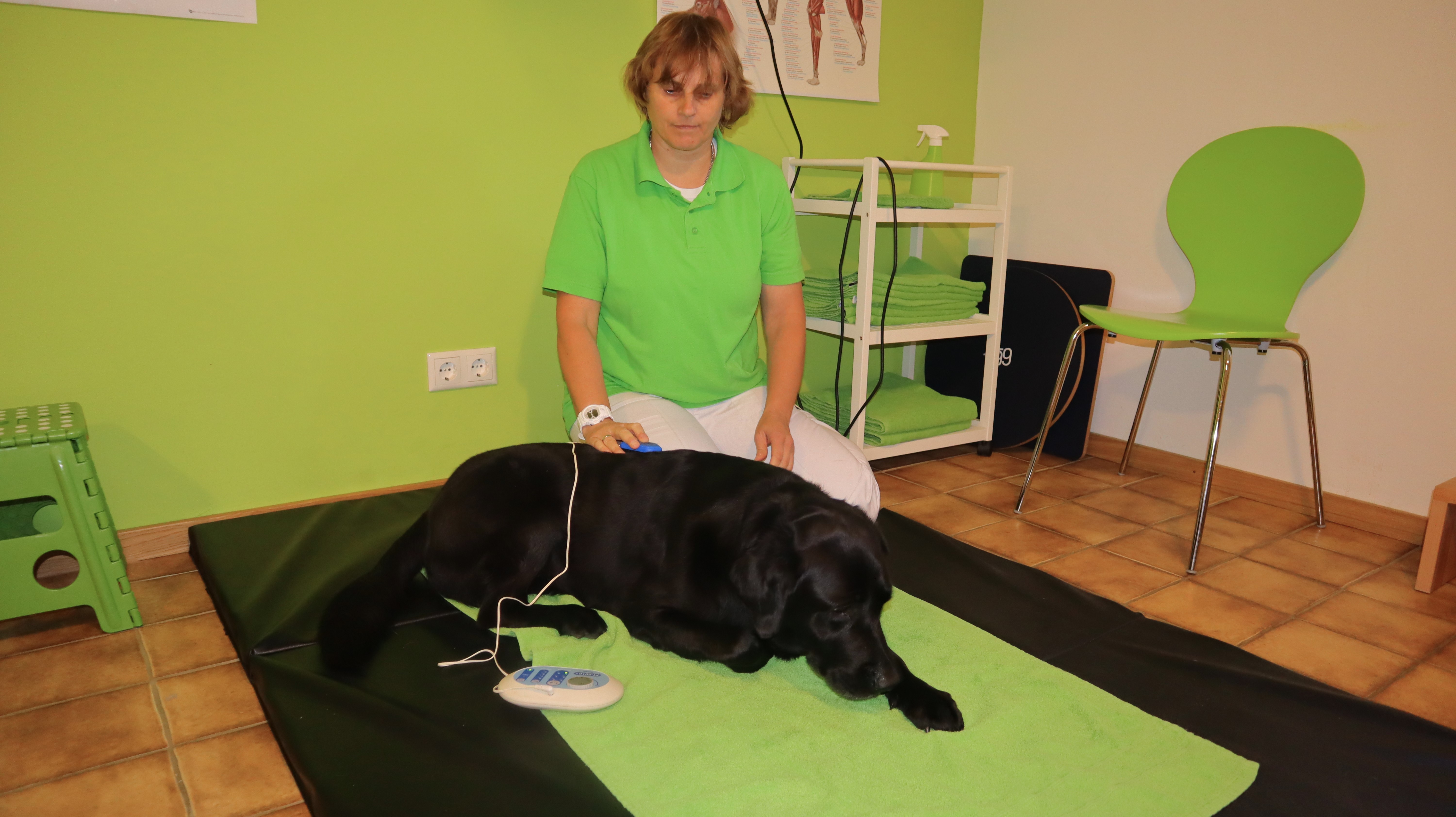 Elektrotherapie Hund