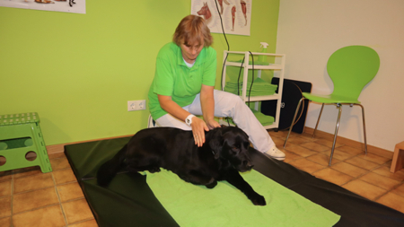 Massage Hund