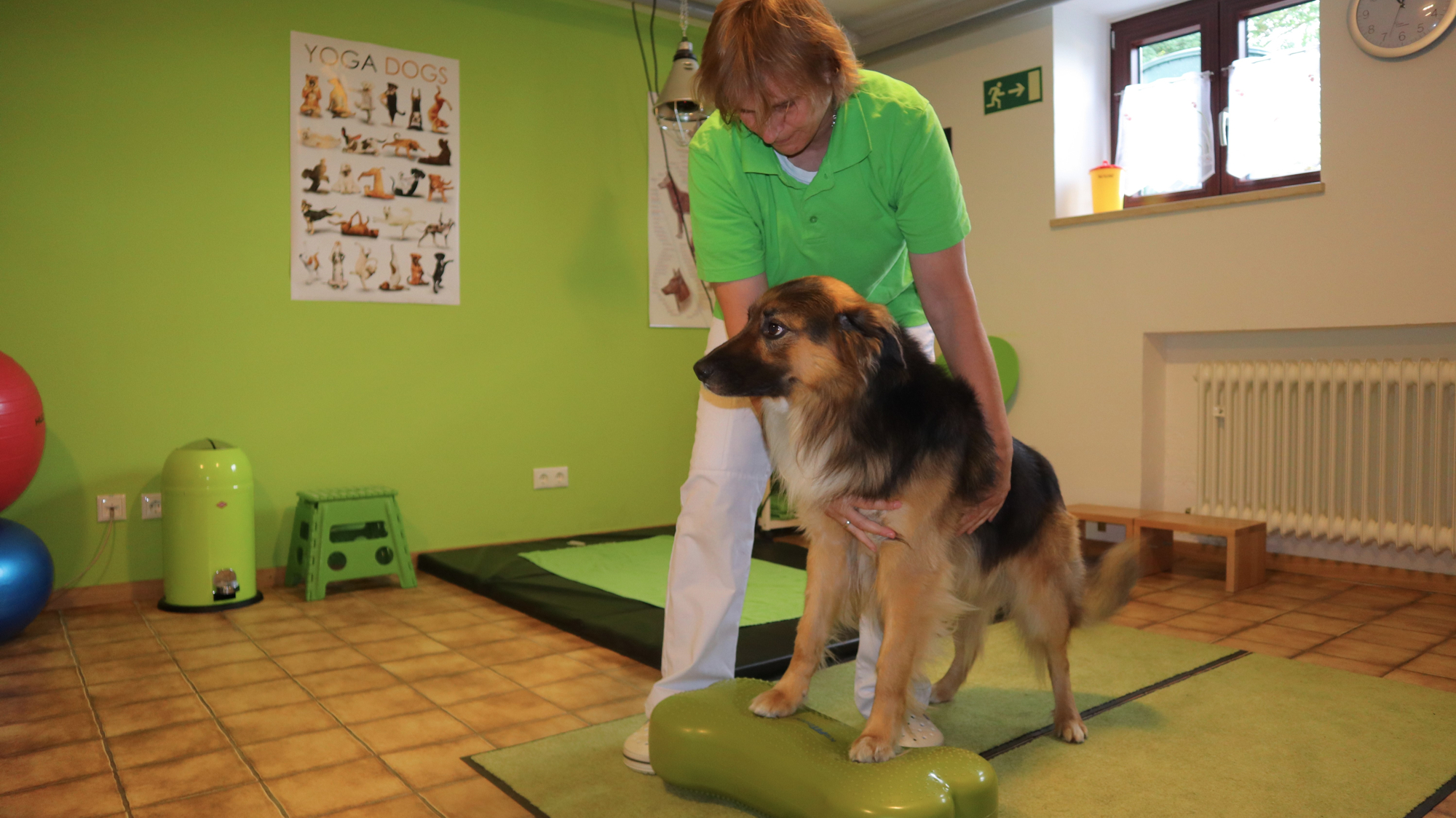 Bewegungstherapie Hund