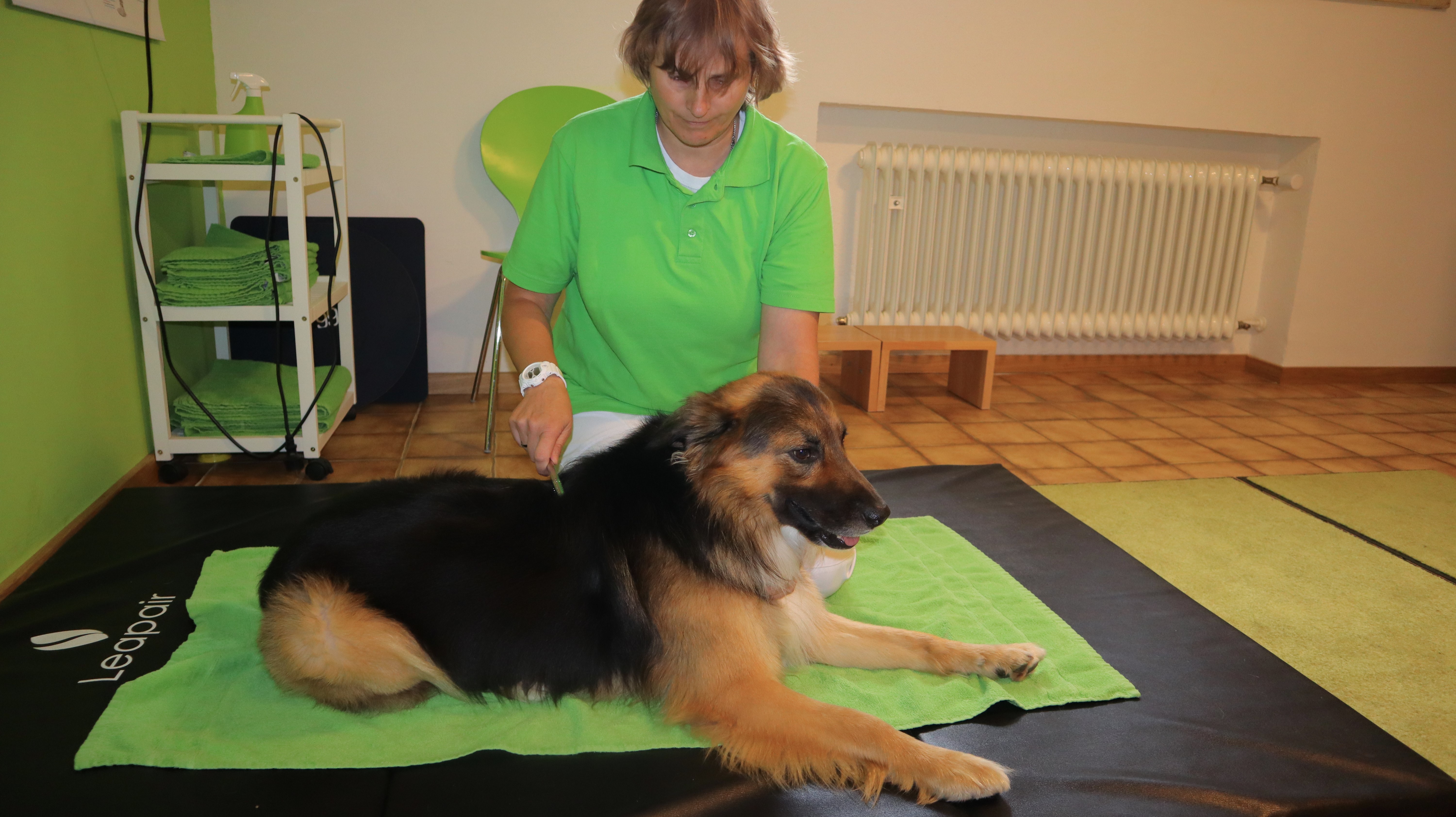 thermotherapie Hund